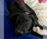 Small #4 Labrador Retriever Mix