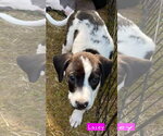 Small #2 Border Collie Mix