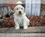 Small #1 English Cream Golden Retriever