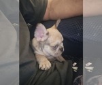 Small #3 French Bulldog