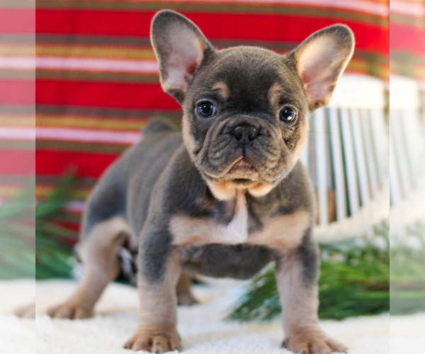 Medium Photo #9 French Bulldog Puppy For Sale in LITITZ, PA, USA