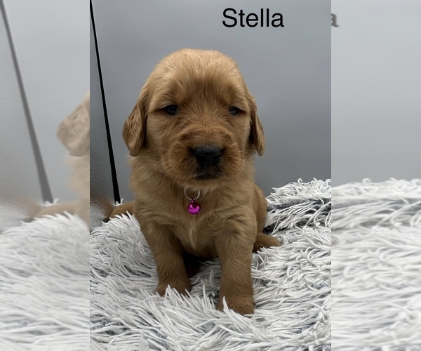 Medium Photo #6 Golden Retriever Puppy For Sale in FREDERICKSBG, OH, USA