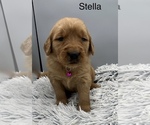 Small #5 Golden Retriever