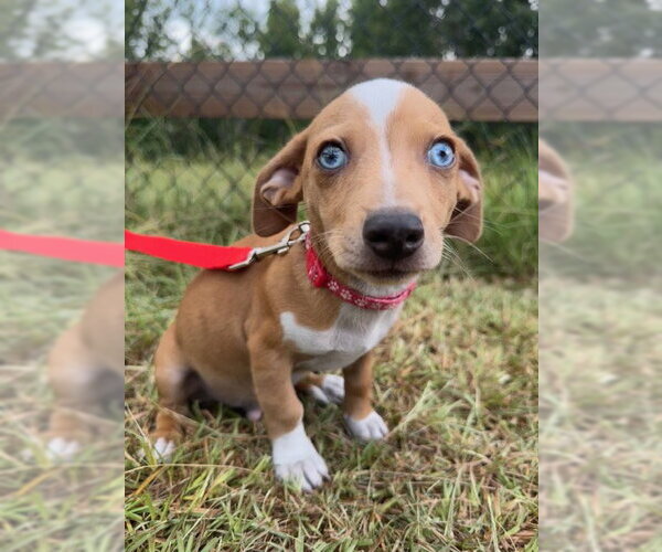 Medium Photo #2 Chihuahua-Unknown Mix Puppy For Sale in Tarrytown, GA, USA