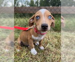Small #1 Chihuahua Mix