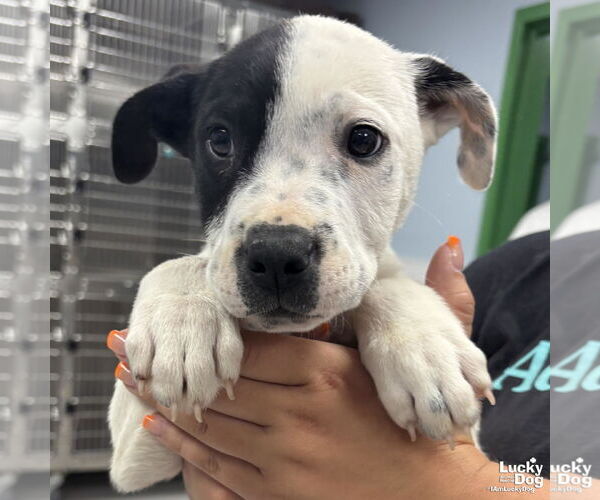 Medium Photo #1 Labrador Retriever-Unknown Mix Puppy For Sale in Washington, DC, USA