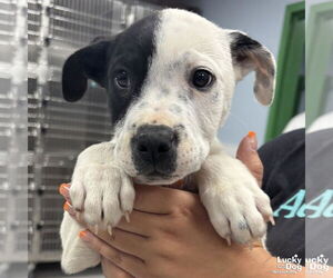 Labrador Retriever-Unknown Mix Dogs for adoption in Washington, DC, USA