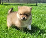 Small #1 Pomeranian