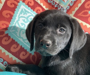 Labrador Retriever Puppy for sale in SPOTSYLVANIA, VA, USA