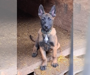 Belgian Malinois Puppy for sale in KAMPSVILLE, IL, USA