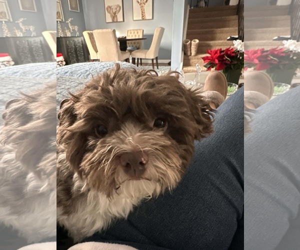 Medium Photo #5 Havanese Puppy For Sale in Rockaway, NJ, USA