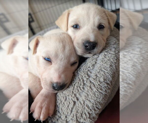 Medium Photo #7 Mutt Puppy For Sale in San Diego, CA, USA