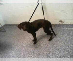 Labrador Retriever Dogs for adoption in Charlotte, NC, USA