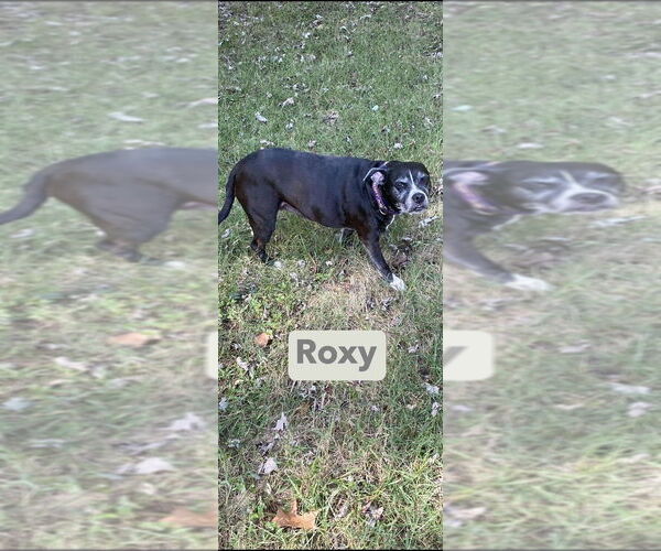 Medium Photo #8 Boxador Puppy For Sale in Foristell, MO, USA