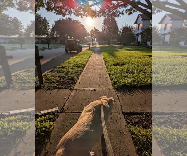 Medium Photo #12 Great Pyrenees-Unknown Mix Puppy For Sale in Rowlett, TX, USA