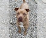 Small #1 American Pit Bull Terrier Mix