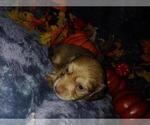 Small Photo #2 Dachshund Puppy For Sale in FEDERAL HEIGHTS, CO, USA