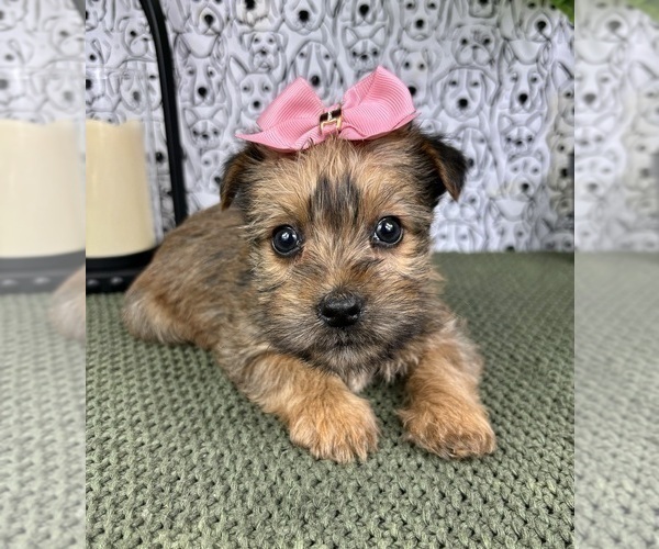 Medium Photo #6 Yorkshire Terrier Puppy For Sale in FRANKLIN, IN, USA