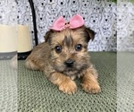 Small Photo #6 Yorkshire Terrier Puppy For Sale in FRANKLIN, IN, USA