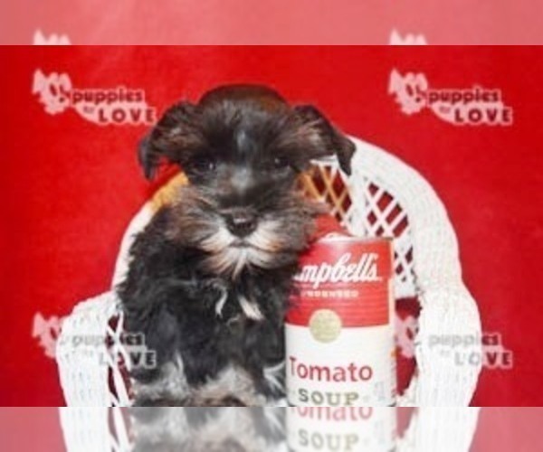 Medium Photo #19 Schnauzer (Miniature) Puppy For Sale in SANGER, TX, USA