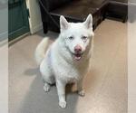 Small Samoyed-Siberian Husky Mix
