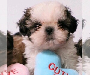 Shih Tzu Puppy for sale in RIDGEFIELD, CT, USA