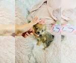 Small #20 Pomeranian