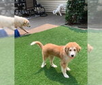 Small #1 Great Pyrenees