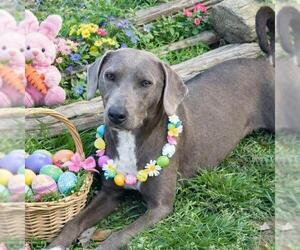 Unknown-Weimaraner Mix Dogs for adoption in Yardley, PA, USA