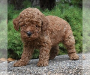 Poodle (Miniature) Puppy for sale in MILLERSTOWN, PA, USA