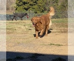 Small Photo #1 Golden Retriever Puppy For Sale in RADCLIFF, KY, USA