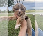 Puppy Puppy 1 Miniature Bernedoodle