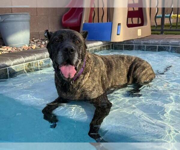 Medium Photo #4 Mutt Puppy For Sale in Las Vegas, NV, USA