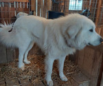 Small #7 Great Pyrenees