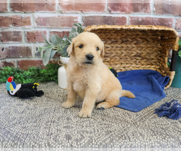 Medium Photo #9 Golden Retriever Puppy For Sale in SYRACUSE, IN, USA