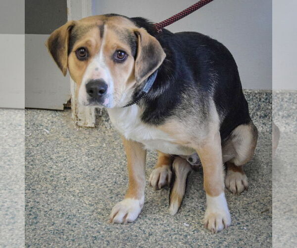 Medium Photo #5 Bagle Hound Puppy For Sale in Huntley, IL, USA