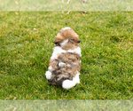 Small Photo #5 Shih Tzu Puppy For Sale in NAPPANEE, IN, USA