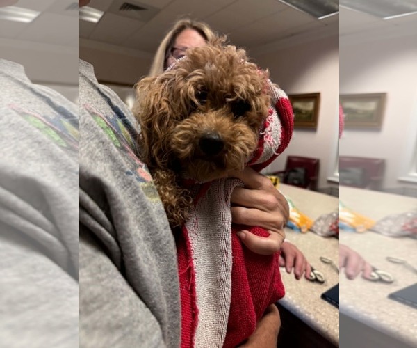 Medium Photo #3 Poodle (Miniature) Puppy For Sale in Holly Springs, NC, USA