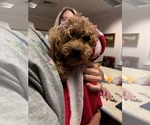 Small Photo #3 Poodle (Miniature) Puppy For Sale in Holly Springs, NC, USA