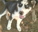Small Photo #1 Siberian Husky Puppy For Sale in OWENSBORO, KY, USA