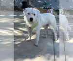 Small #3 Parson Russell Terrier