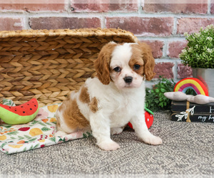 Cavalier King Charles Spaniel Puppy for sale in SYRACUSE, IN, USA