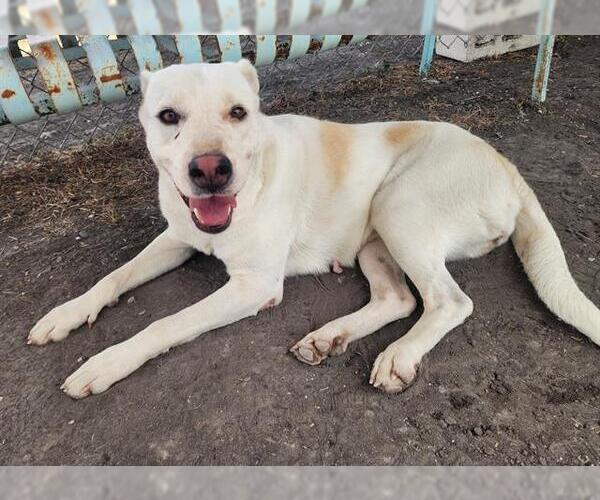 Medium Photo #2 Labrador Retriever-Unknown Mix Puppy For Sale in Corpus Christi, TX, USA