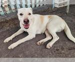Small Photo #2 Labrador Retriever-Unknown Mix Puppy For Sale in Corpus Christi, TX, USA