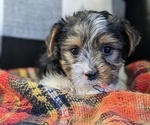 Puppy Hazel Yorkshire Terrier
