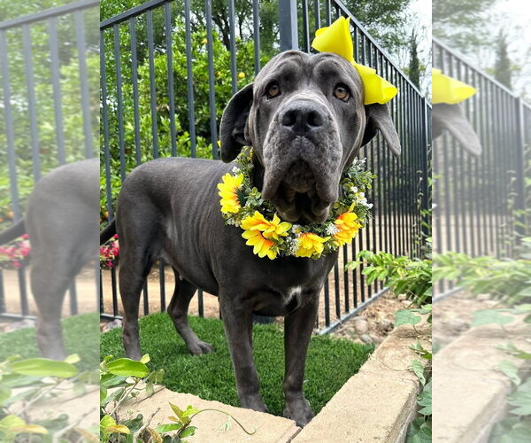 Medium Photo #2 Mutt Puppy For Sale in Redlands, CA, USA