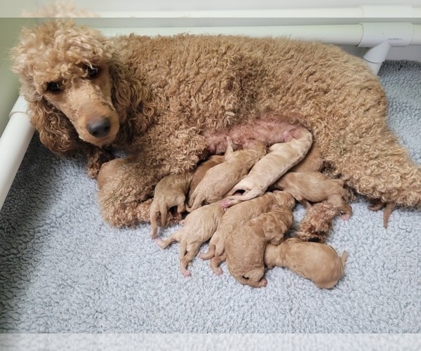 Medium Photo #16 Poodle (Standard) Puppy For Sale in AIKEN, SC, USA
