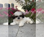 Small #1 Shih Tzu