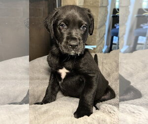 Fable - Female Labrador Retriever-Unknown Mix Dog for Adoption
