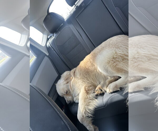 Medium Photo #4 Golden Pyrenees Puppy For Sale in Dallas, TX, USA